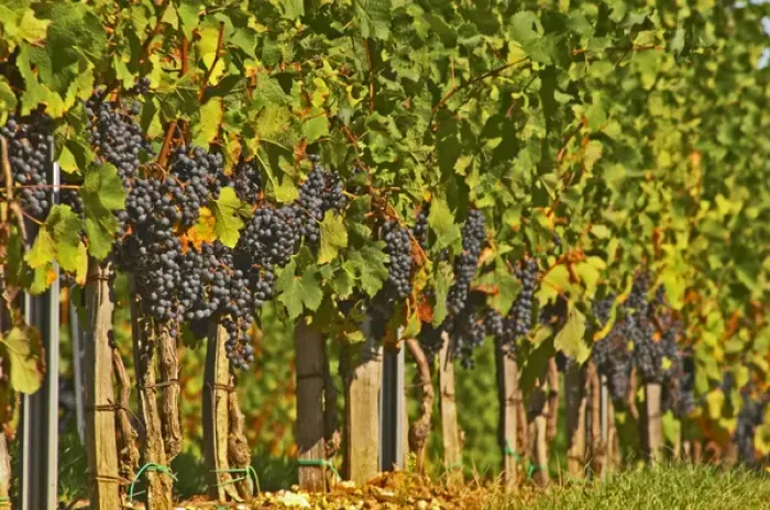 Framed Print : Petit Verdot grape bunches and vines - Chateau de la Tour (or Clos de La Tour), Bordeaux Framed Print : Petit Verdot grape bunches and vines - Chateau de la Tour (or Clos de La Tour), Bordeaux