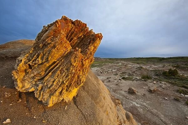 Petrified forest in golden light at Theodore Roosevelt National Park, North Dakota, USA