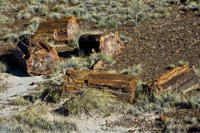 Framed Print : Petrified Forest National Park, Holbrook, Arizona, USA