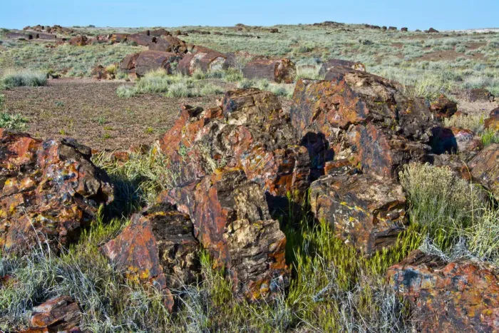 Framed Print : Petrified logs, Petrified Forest National Park, Holbrook, Arizona, USA Framed Print : Petrified logs, Petrified Forest National Park, Holbrook, Arizona, USA