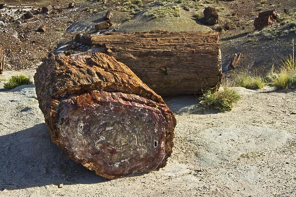 Petrified logs, Petrified Forest National Park, Holbrook, Arizona, USA