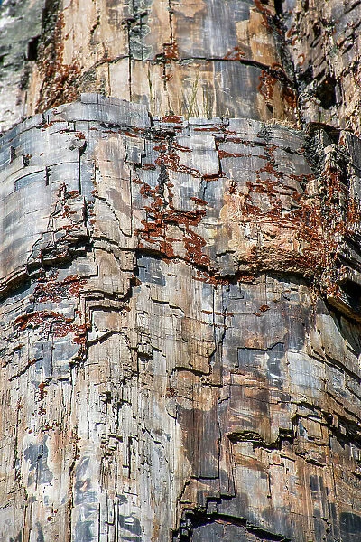 Petrified tree, Yellowstone National Park, Wyoming, USA