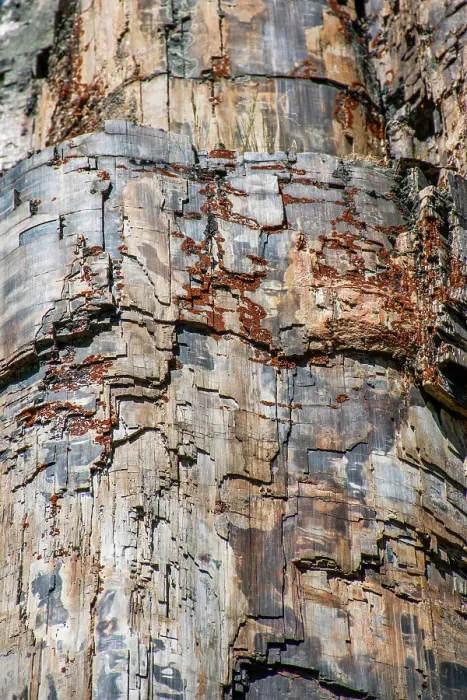 Framed Print : Petrified tree, Yellowstone National Park, Wyoming, USA Framed Print : Petrified tree, Yellowstone National Park, Wyoming, USA