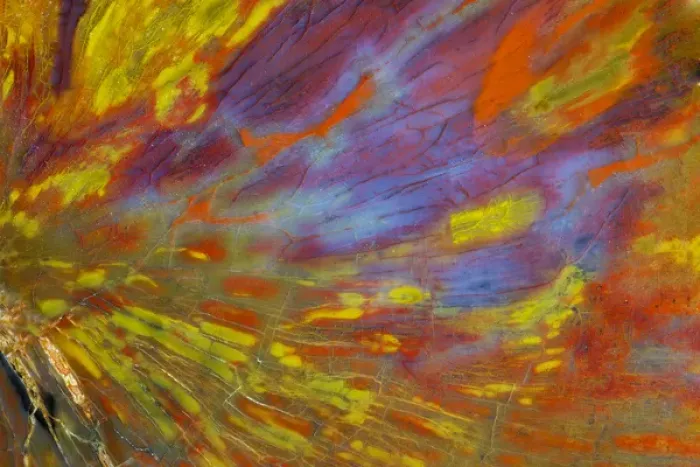 Framed Print : Petrified Wood close-up Framed Print : Petrified Wood close-up