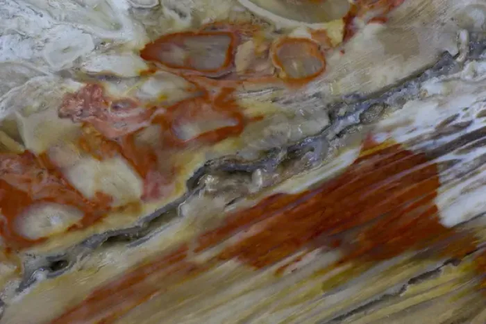 Framed Print : Petrified Wood close-up Framed Print : Petrified Wood close-up