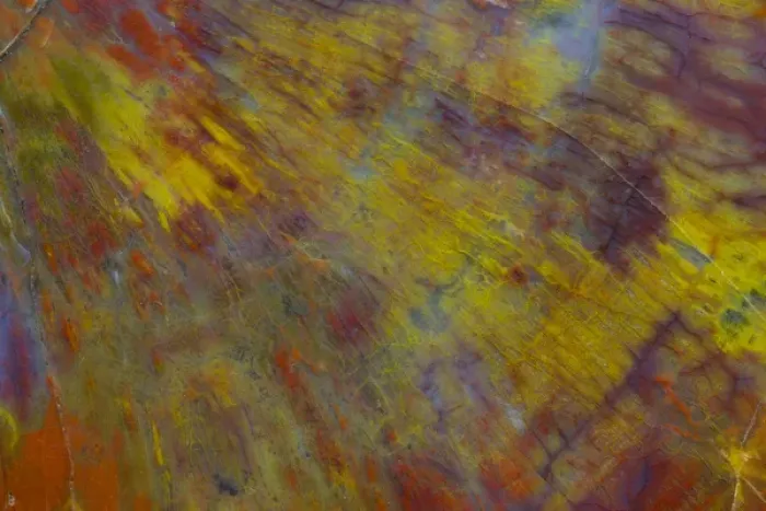 Framed Print : Petrified Wood close-up Framed Print : Petrified Wood close-up