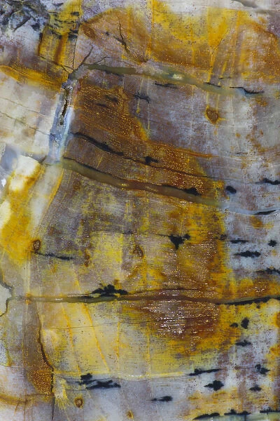 Petrified Wood close-up