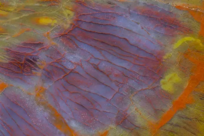 Framed Print : Petrified Wood close-up