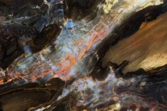 Framed Print : Petrified Wood close-up Framed Print : Petrified Wood close-up