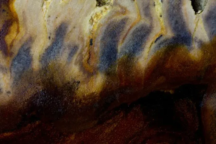 Framed Print : Petrified Wood close-up