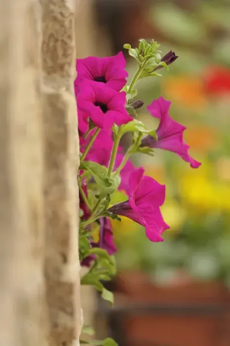Framed Print : Petunia flowers on wall, Tuscany, Italy Framed Print : Petunia flowers on wall, Tuscany, Italy