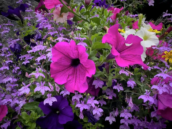 Framed Print : Petunias and other flowers bright the streets of Cong Framed Print : Petunias and other flowers bright the streets of Cong