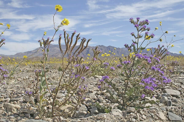 Phacelia and Desert Gold wildflowers, Death Valley National Park, California