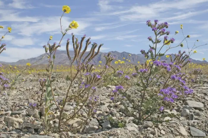 Framed Print : Phacelia and Desert Gold wildflowers, Death Valley National Park, California Framed Print : Phacelia and Desert Gold wildflowers, Death Valley National Park, California
