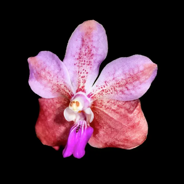 Framed Print : Phalaenopsis is one of the most cultivated and hybridized group of epiphytic orchids. They are attractive to ants and other insects Framed Print : Phalaenopsis is one of the most cultivated and hybridized group of epiphytic orchids. They are attractive to ants and other insects