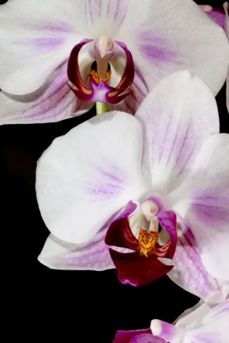 Framed Print : Phalaenopsis hybrid orchids are one of the most popular cultivated orchid found in Framed Print : Phalaenopsis hybrid orchids are one of the most popular cultivated orchid found in