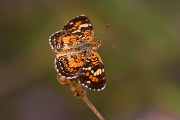 Framed Print : Phaon Crescent (Phycoides phaon) butterfly sunning, early morning, Edinburg, Texas Framed Print : Phaon Crescent (Phycoides phaon) butterfly sunning, early morning, Edinburg, Texas