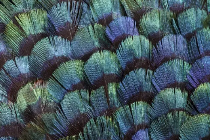 Framed Print : Pheasant body feather fan design