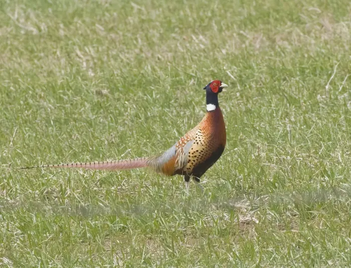 Framed Print : Pheasant standing in grassy field Framed Print : Pheasant standing in grassy field