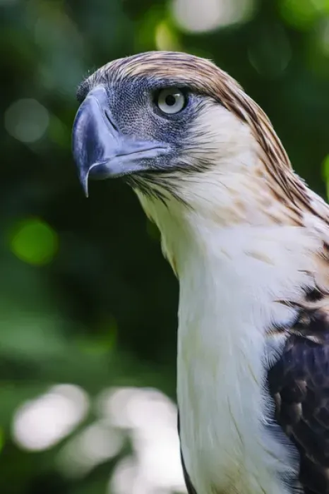 Framed Print : Philippine Eagle (Pithecophaga jefferyi), also known as the Monkey-eating Eagle, Davao