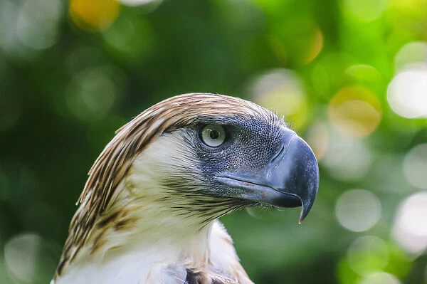 Philippine Eagle (Pithecophaga jefferyi), also known as the Monkey-eating Eagle, Davao