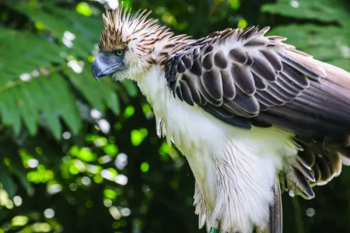 Framed Print : Philippine Eagle (Pithecophaga jefferyi), also known as the Monkey-eating Eagle, Davao