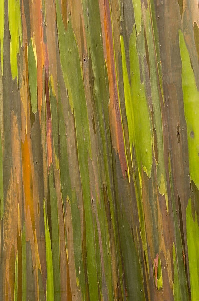 Phillippines. Multi-colored bark of the Eucalyptus deglupta tree. AKA rainbow eucalyptus
