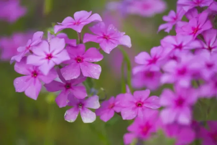 Framed Print : Phlox in full bloom near Devine Texas Framed Print : Phlox in full bloom near Devine Texas