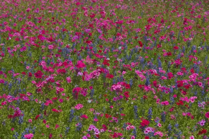 Framed Print : Phlox, Blue Bonnets and indian Paint Brush near Brenham Texas Framed Print : Phlox, Blue Bonnets and indian Paint Brush near Brenham Texas