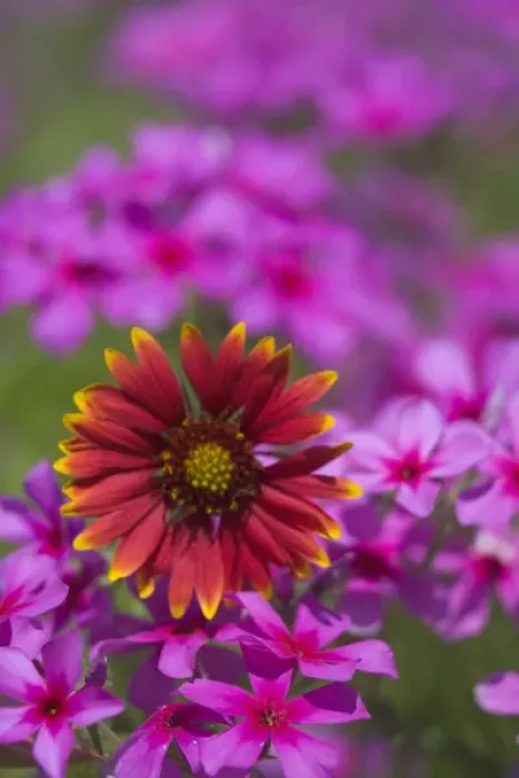 Framed Print : Phlox and Indian Blanket near Devine Texas