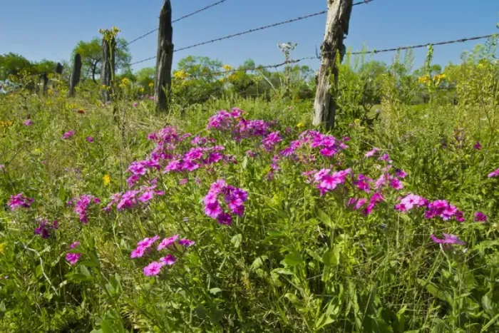 Framed Print : Phlox (Phlox sp. ) blooming on roadside, Texas, spring Framed Print : Phlox (Phlox sp. ) blooming on roadside, Texas, spring