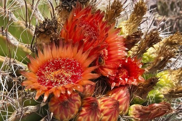 Phoenix, Arizona. Barrel Cactus at the Desert Botanical Garden