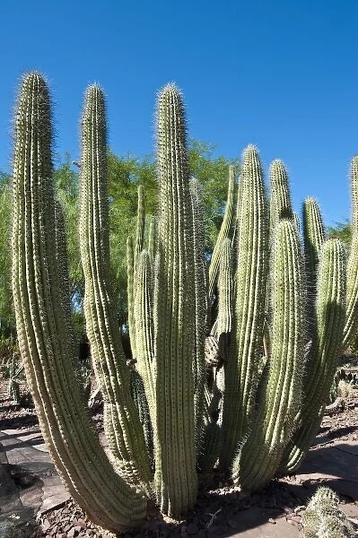 Phoenix, Arizona. Cactus at the Desert Botanical Garden