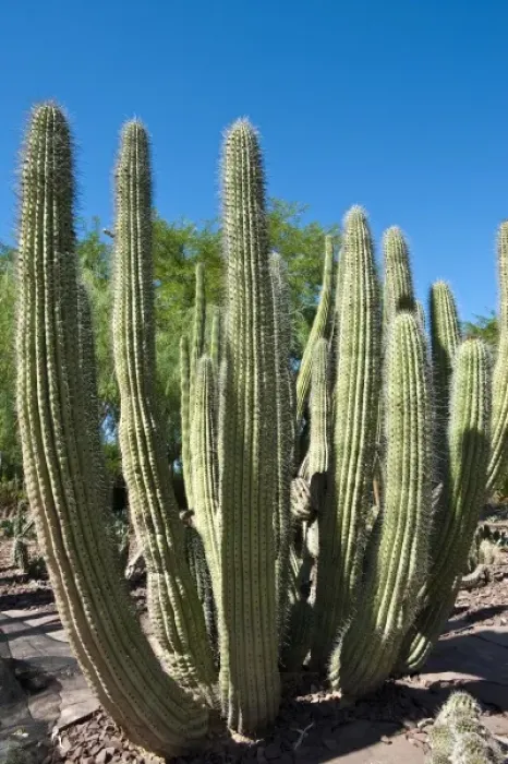 Framed Print : Phoenix, Arizona. Cactus at the Desert Botanical Garden