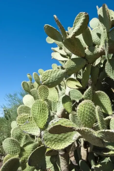 Framed Print : Phoenix, Arizona. Cactus at the Desert Botanical Garden