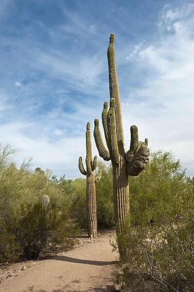 Phoenix, Arizona. Saguaro cactus in Desert Botanical Garden