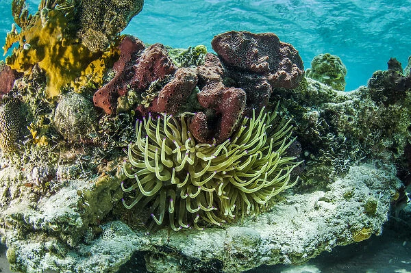 A photograph of a sea anemone surrounded by soft and hard corals of a coral head