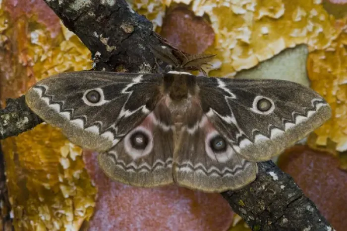 Framed Print : Photographed in Sammamish, Washington. This is an African Silk Moth Gonimbrasia