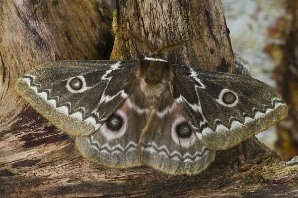 Photographed in Sammamish, Washington. This is an African Silk Moth Gonimbrasia tyrrhea
