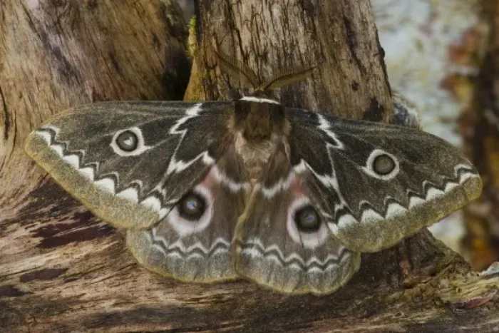 Framed Print : Photographed in Sammamish, Washington. This is an African Silk Moth Gonimbrasia tyrrhea