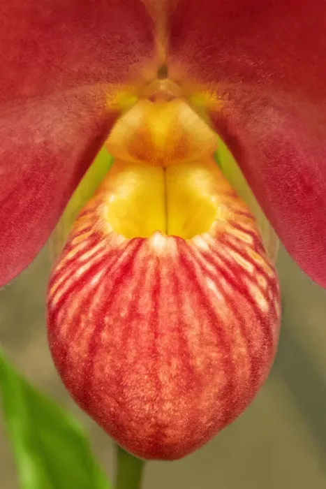 Framed Print : Phragmipedium besseae, orchid Framed Print : Phragmipedium besseae, orchid