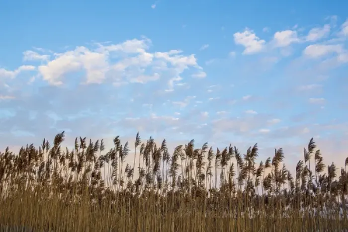 Framed Print : Phragmites and clouds at sunrise, Rye Harbor State Park, Rye, New Hampshire Framed Print : Phragmites and clouds at sunrise, Rye Harbor State Park, Rye, New Hampshire