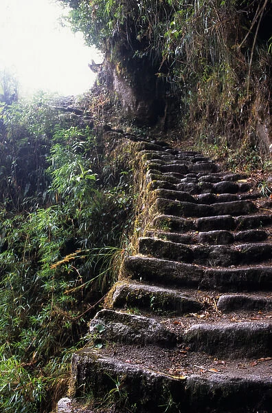 Phuyupatamarca to Winaywina, Peru. Inca mountain roadway  /  steps on the Inca Trail