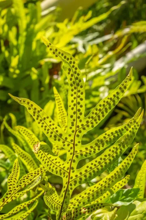 Framed Print : Phymatosorus grossus, Musk Fern