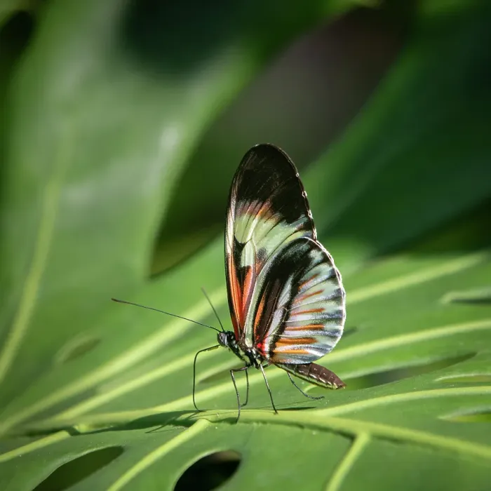 Framed Print : The Piano Key butterfly is one of the Heliconius butterflies, or longwings, and are found mostly in the neotropics of South and Central America