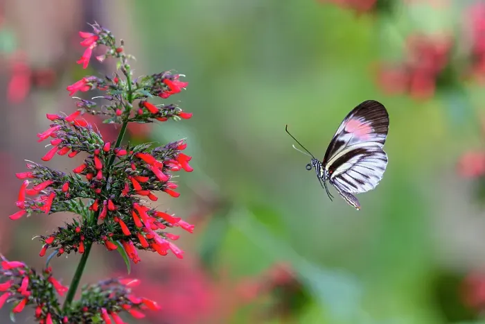 Framed Print : Piano key or Postman butterfly in flight Framed Print : Piano key or Postman butterfly in flight