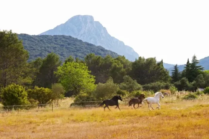Framed Print : The Pic St Loup mountain top peak. Pic St Loup. Languedoc. Horses running free in a field