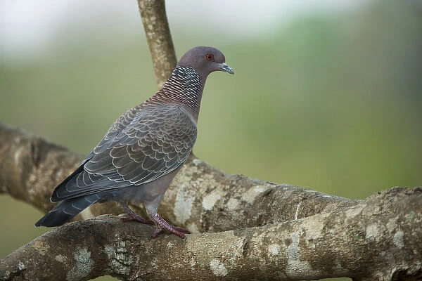 Picazuro Pigeon (Patagioenas picazuro), Northern Pantanal, Mato Grosso, Brazil