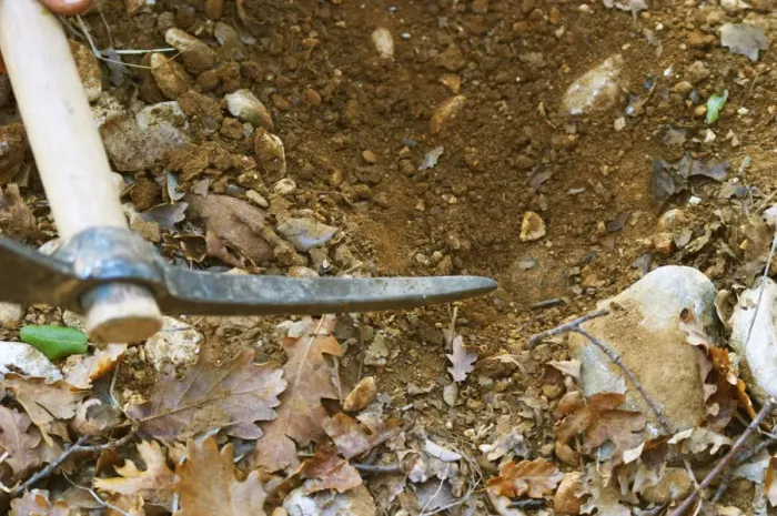 Framed Print : A pick scratching the soil pointing to a truffle at La Truffe de Ventoux truffle farm Framed Print : A pick scratching the soil pointing to a truffle at La Truffe de Ventoux truffle farm