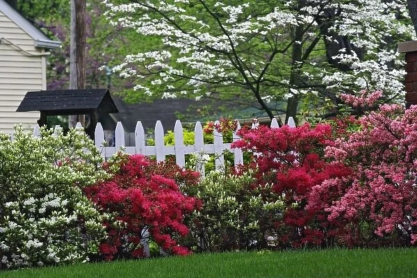 Pickett fence, azaleas, and flowering dogwood tree (Cornus Florida) Audubon Park neighborhood